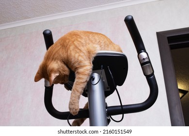 Young Cat With Exercise Bike At Home