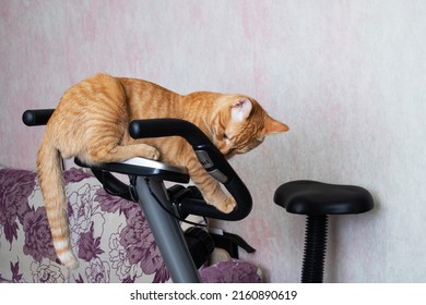 Young Cat With Exercise Bike At Home