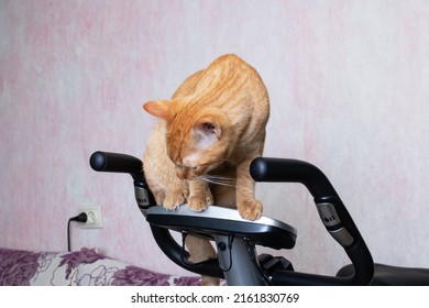 Young Cat With Exercise Bike At Home