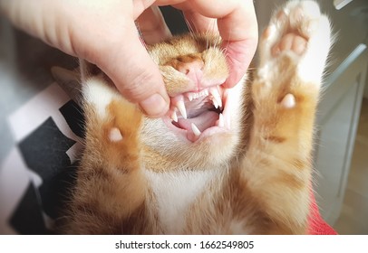 Young Cat With Healthy And Sharp White Teeth