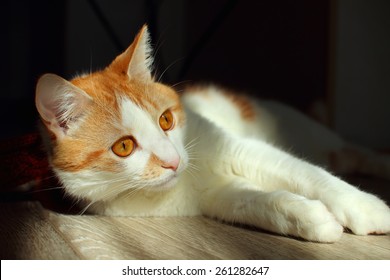 17 Chat Betise Images Stock Photos Vectors Shutterstock