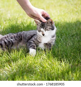 Young Cat Liying On Green Grass At The Garden. Closeup. Woman Petting The Cat