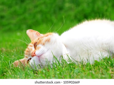 young cat lying in the grass - Shutterstock ID 105902669