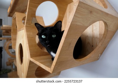 a young cat lying on modern DIY cat climbing wallscapes
