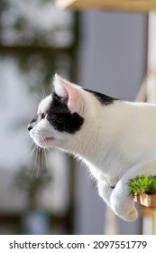 A Young Cat On A Shelf With Artificial Grass On A Balcony