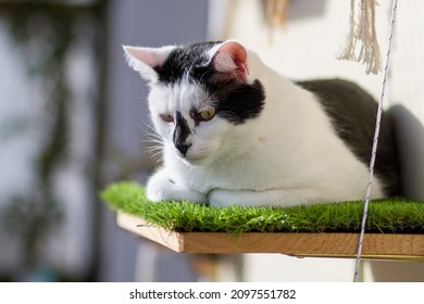 A Young Cat On A Shelf With Artificial Grass On A Balcony