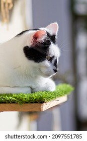 A Young Cat On A Shelf With Artificial Grass On A Balcony