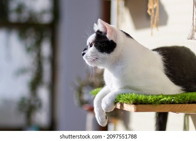 A Young Cat On A Shelf With Artificial Grass On A Balcony