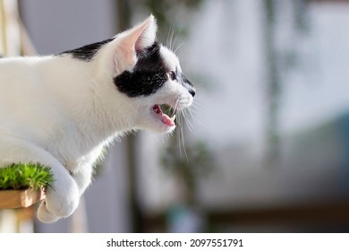 A Young Cat On A Shelf With Artificial Grass On A Balcony