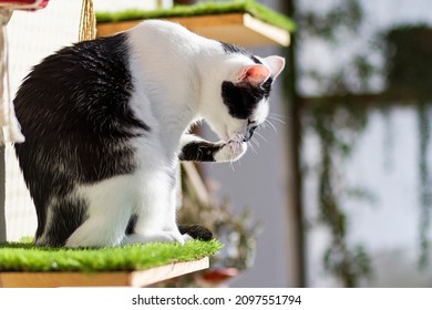 A Young Cat On A Shelf With Artificial Grass On A Balcony