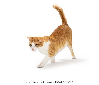 5 115件の 猫 横 歩く の写真素材 画像 写真 Shutterstock