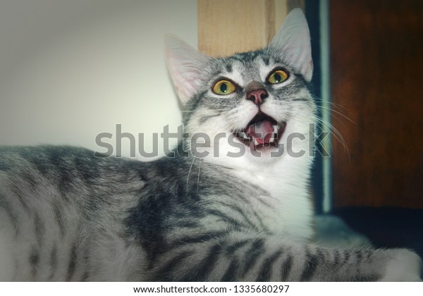 Cat Breathing Out Of Mouth Heavy Breathing Cat Picture