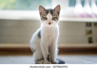 Young cat posing for a camera - Shutterstock ID 2079842992