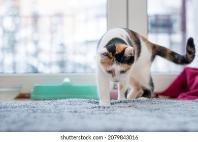Gato joven posando para