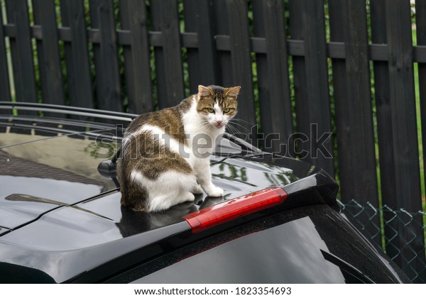 \
Young cat sits on a car roof and sticks out its\
tongue a bit