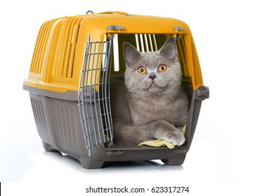 cat box transport Free Shipping Available