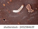Young caterpillar of Indian mealmoth (Plodia interpunctella) feeding on chocolate.