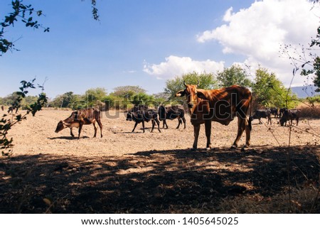 Young cattle eat hay and grass on a sunny day in Nicaragua