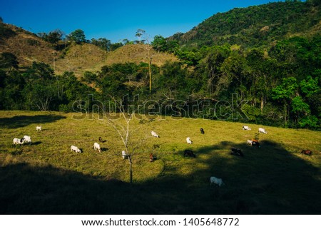 Young cattle eat hay and grass on a sunny day in Nicaragua