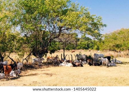 Young cattle eat hay and lie in the shade under a tree in a farm field in Nicaragua
