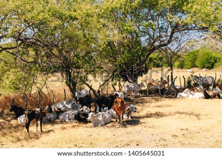Young cattle eat hay and lie in the shade under a tree in a farm field in Nicaragua