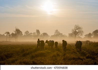 Young Cattle Farmer In The Field, The Morning Mist With A Bright Nicely.