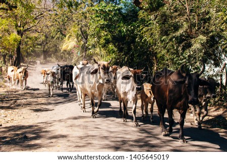 Young cattle on a sunny day in Nicaragua