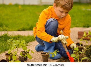 A young Caucasian boy dressed in gardening gloves takes care of the garden, weeds in the garden. Growing plants, bio-organic food, vitamins. - Powered by Shutterstock