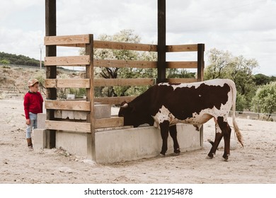 Young Caucasian Boy Looking Scared At A Cow On A Farm Behind The Fences