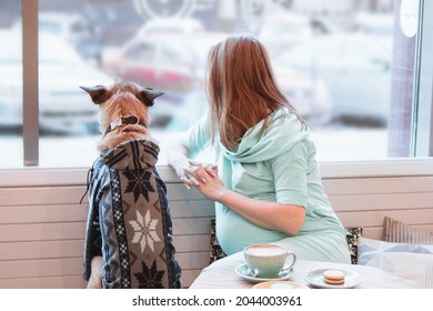 Young Caucasian Pregnant Women Is Sitting In Cafe With Her Dog In Sweater And Looking Into The Window.