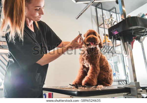 Young caucasian\
professional groomer loves her job connected with pets. She takes\
care, cut hair, wash and tidy appearance of dog. Professional care\
of pets concept