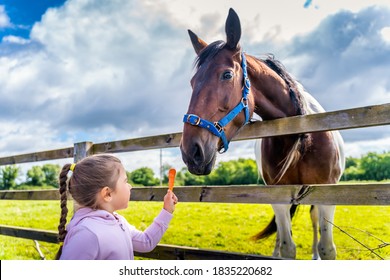 Young, Caucasian White, girl watching and feeding horse with a carrot on the field or farm at bright sunny day, Dublin, Ireland - Powered by Shutterstock