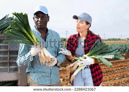 Young caucasian woman and african-american man gardeners standing on vegetable field, discussing leek crop during harvest works.
