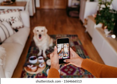 Young Caucasian Woman Taking A Picture Of Her Golden Retriever Dog With Mobile Phone. Home, Indoors