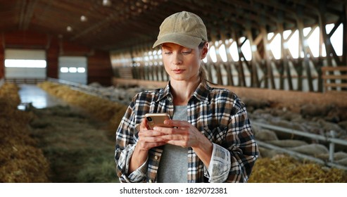 Young Caucasian Woman Using Smartphone And Working In Farm Stable. Female Farmer Tapping And Scrolling On Mobile Phone In Shed. Shepherd Texting Message On Telephone. Farming Concept.