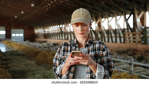 Young Caucasian Woman Using Smartphone And Working In Farm Stable. Female Farmer Tapping And Scrolling On Mobile Phone In Shed. Shepherd Texting Message On Telephone. Farming Concept.