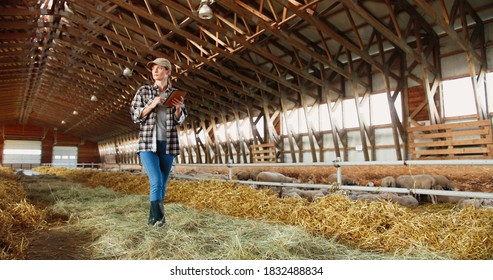 Young Caucasian Woman Using Tablet Device And Walking In Farm Stable. Female Farmer Tapping And Scrolling On Gadget Computer In Shed. Technology In Farming. Sheep Flock On Background.