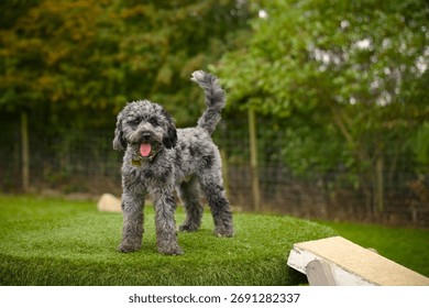 A young Cavapoo dog in a standing pose