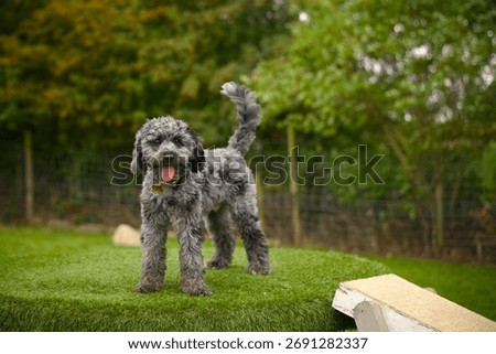 A young Cavapoo dog in a standing pose