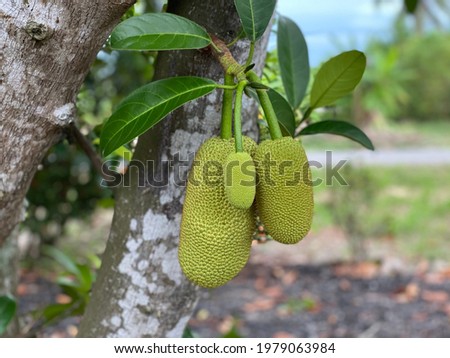 Young cempedak fruit or Artocarpus integer, it's fresh leaves, still on the tree, out of focus, noise and grain effects, selective focus.