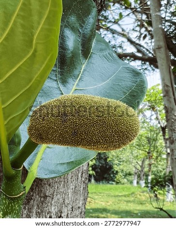 young cempedak fruit (Artocarpus integer).