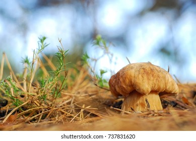 Young Cep (Boletus Edulis) In The Pine Forest, Autumn Sunny Morning, Ukraine