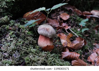 Young Cep With Moss And Autumn Leaves