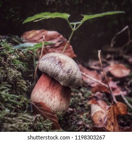 Young Cep With Moss And Autumn Leaves