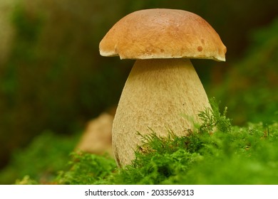 Young Cep Mushroom, Also Known As Penny Bun Or Porcini, Growing In The Wild.