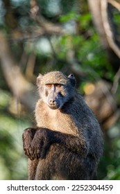 Young Chacma Baboon sitting on a fencepost in the early morning light.