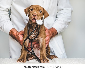 Young, Charming Puppy At The Reception At The Vet Doctor. Close-up, Isolated Background. Studio Photo. Concept Of Care, Education, Training And Raising Of Animals