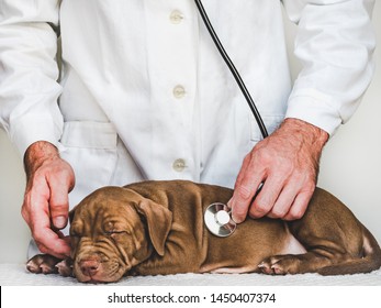 Young, Charming Puppy At The Reception At The Vet Doctor. Close-up, Isolated Background. Studio Photo. Concept Of Care, Education, Training And Raising Of Animals