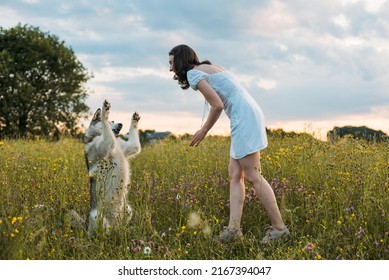 young cheerful female playing with her husky dog in the field during beautiful sunset