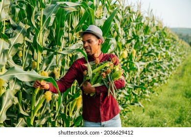 Young And Cheerful Modern African American Farmer Gathers Corn Cobs. Corn Farmer Corn Harvest Growing Corn Organic Farming